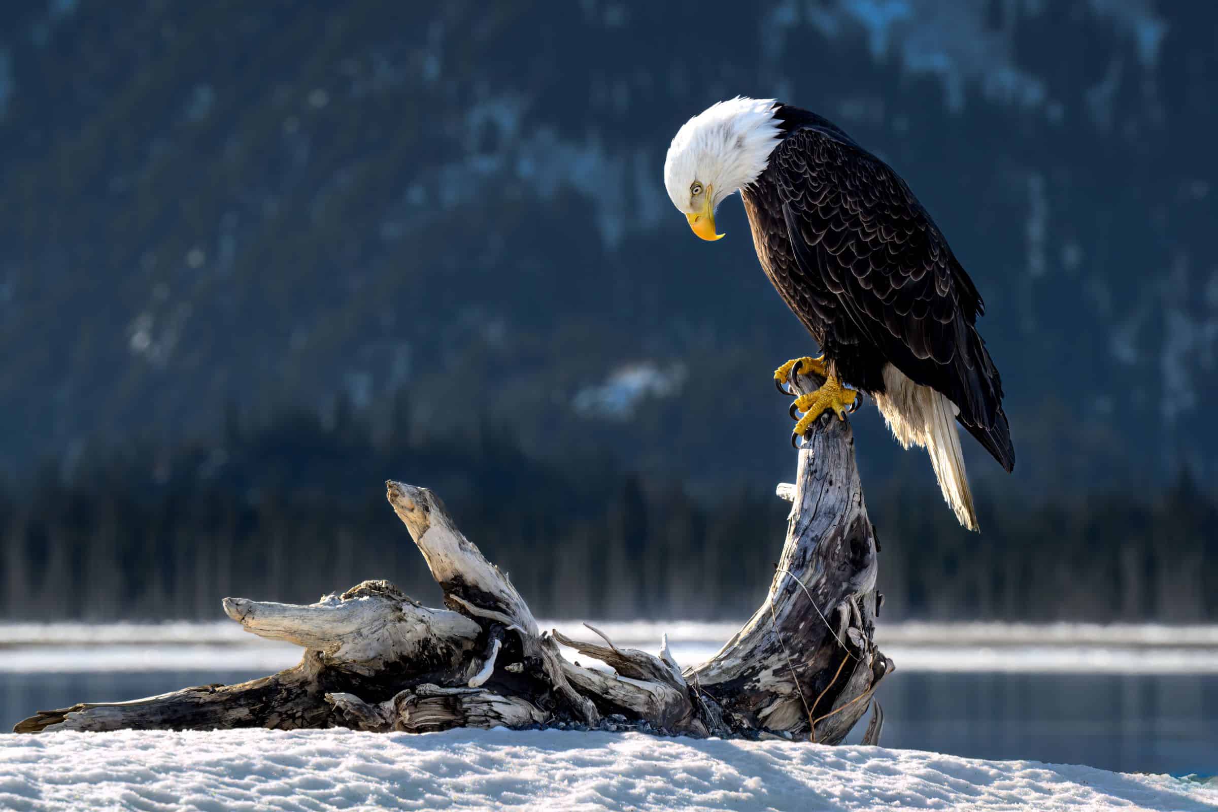 O America
